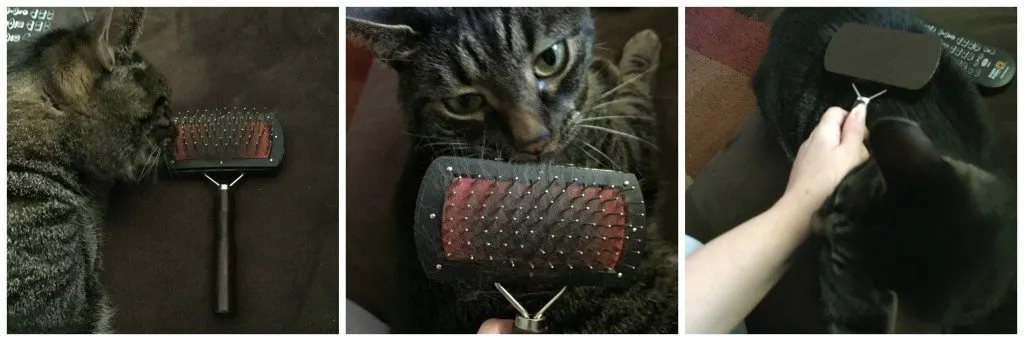 Cat Brush