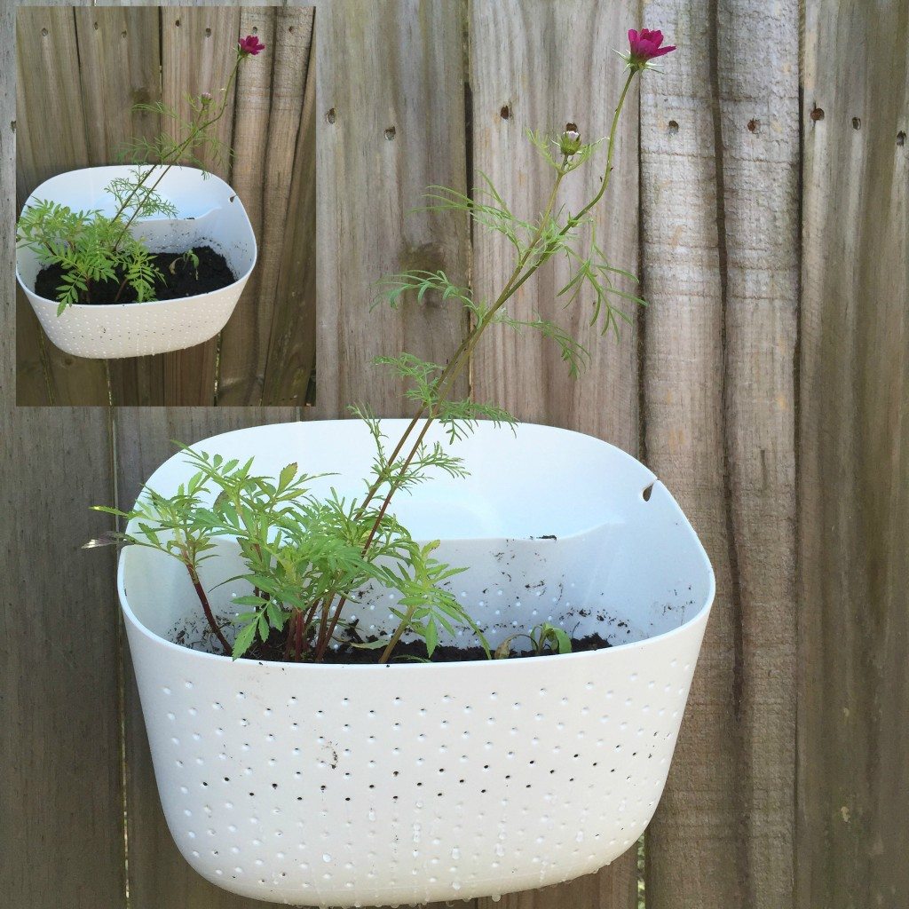 The Woolly Pocket 2- A loving Wall Planter