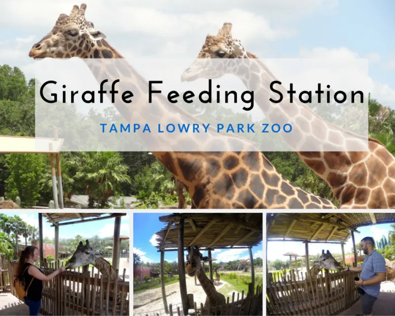 Giraffe Feeding Station at Tampa's Lowry Park Zoo