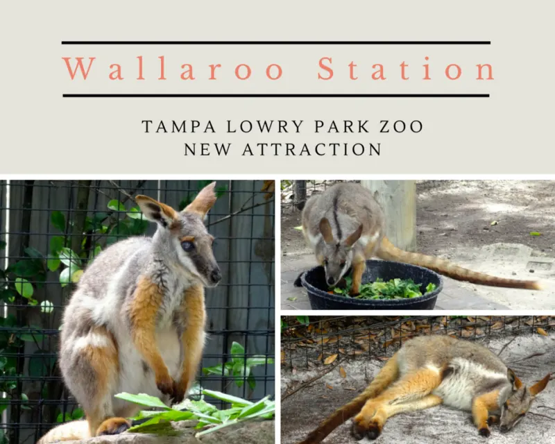 New Wallaroo Station at Tampa's Lowry Park Zoo