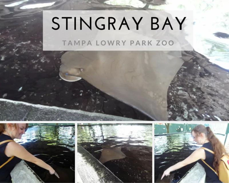 STINGRAY BAY at Tampa's Lowry Park Zoo