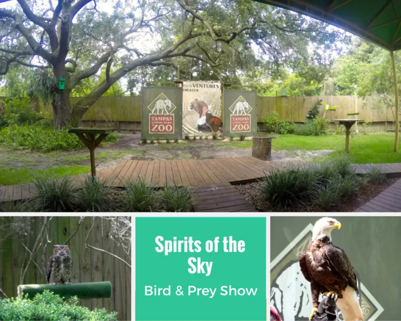 Spirits of The Sky Bird & Prey Show at Tampa's Lowry Park Zoo