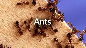 Pest-ID-Ants