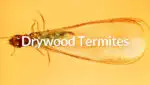Pest-ID-Drywood-Termite