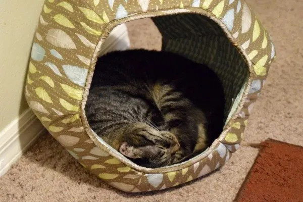 The Cat Ball