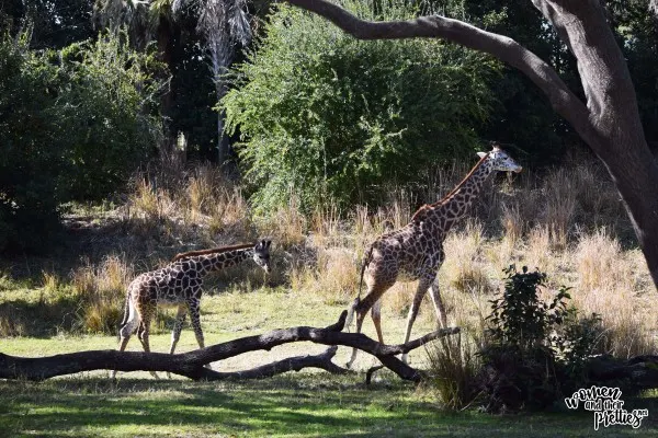 Baby Giraffe Animal Kingdom