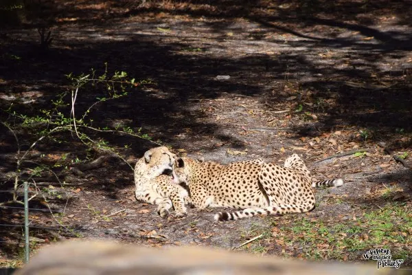 Cheetahs cleaning eachother at Animal Kingdom