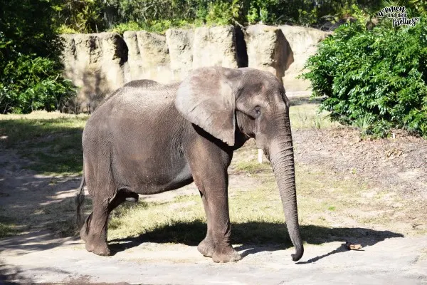 Elephant at animal kingdom
