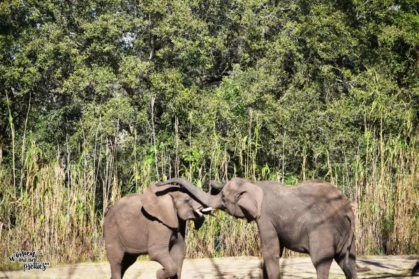 Elephants PLaying Animal Kingdom