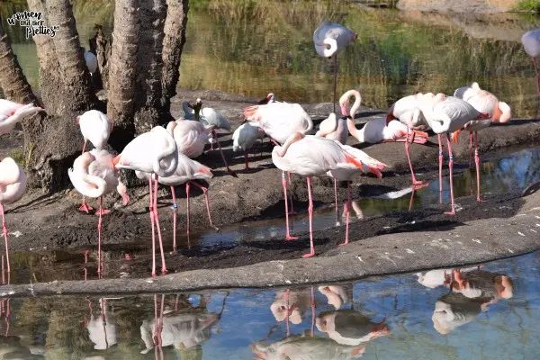 Flamingos at Animal Kingdom