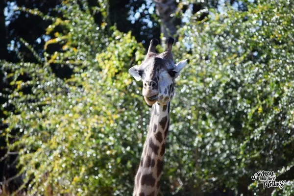 Giraffe Close Up at Animal Kingdom