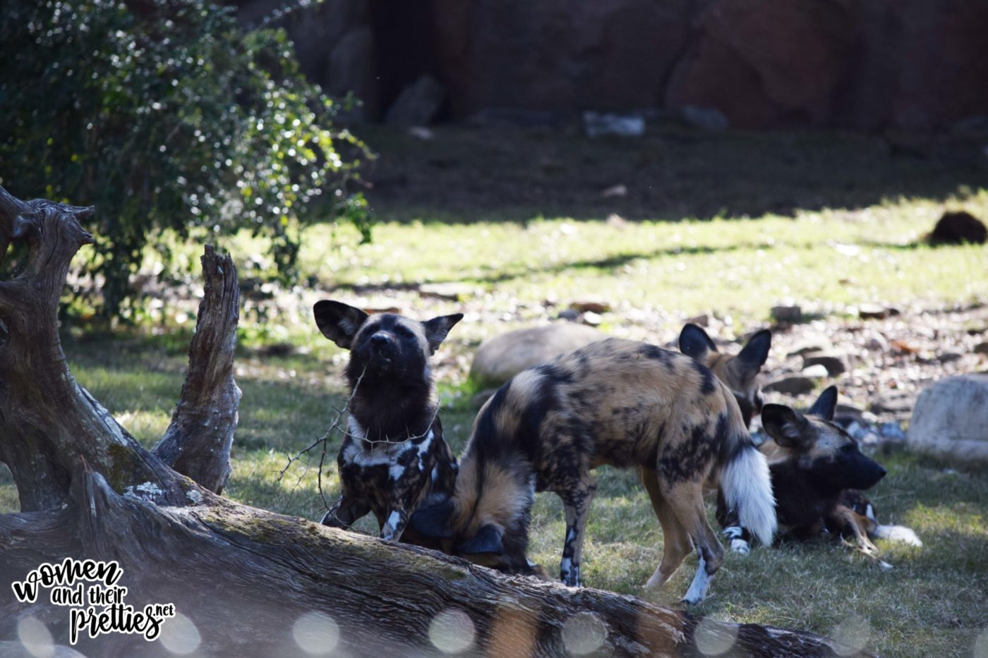 REVIEW: Animal Kingdom's Unforgettable Safari and Animal Encounters #