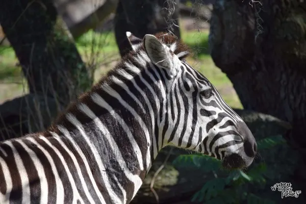 Zebra at Animal Kingdom