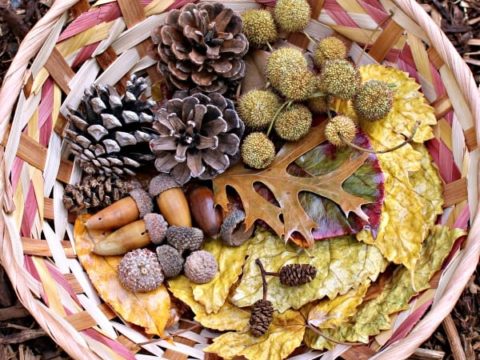 Image for Nature Sensory Bin Scavenger Hunt for Kids