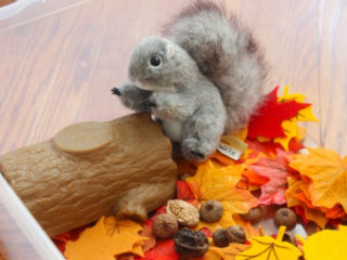 Image for Squirrel Sensory Bin