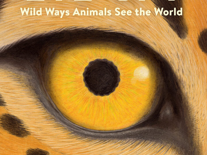 Image for Eye Spy - What on Earth Publishing (Ages 3+)