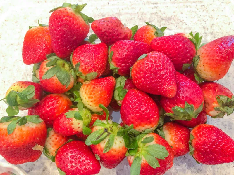 Fresh From Florida Strawberries in season