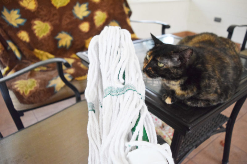 How to trick people into thinking your don't have pets – 6 Spring Cleaning Tips for Pet Parents